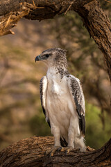 Martial Eagle- Kenya