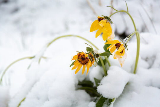 A late winter snow storm leaving a few inches of snow on arrowhead balsamroot wildflowers along the Crystal Butte Trail. Bridger-Teton National Forest, Wyoming