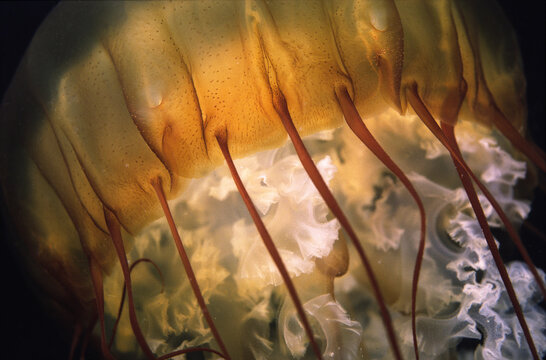 Diving when a bloom of sea nettles jellyfish came into the Monterey Bay, California, USA