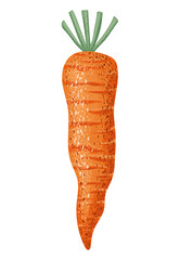 orange carrot illustration