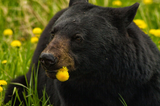 A Black Bear Stops For A Tasty Snack In The Yukon.