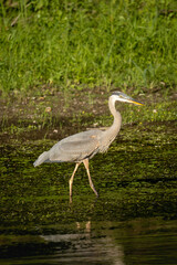 Obraz premium great blue heron standing in the river