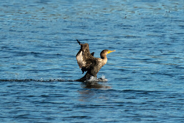 double-crested cormorant coming in for a landing on a lake