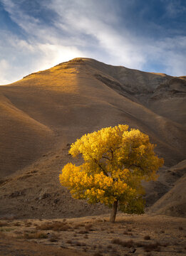 Lone cottonwood tree, Central California