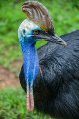Southern cassowary is a large flightless black bird. 
 It is one of the three living species of cassowary, also is a ratite and therefore related to the emu, ostriches, rheas and kiwis