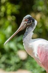 The roseate spoonbill is a gregarious wading bird of the ibis and spoonbill family. 
It is a resident breeder in South America.
Adults have a bare greenish head and a white neck, back and breast. 