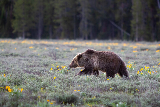 A grizzly bear sub-adult wandering through a meadow of arrowhead balsamroot wildflowers for food. Grand Teton National Park, Wyoming