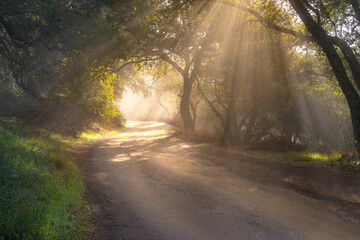 Fog lifts along a dirt road in the hills of Silicon Valley, California
