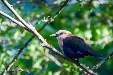 The Blue-bellied roller stands alone. 
The blue-bellied roller (Coracias cyanogaster) is a member of the roller family of birds which breeds across Africa.
