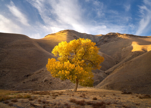 Lone cottonwood tree, Central California