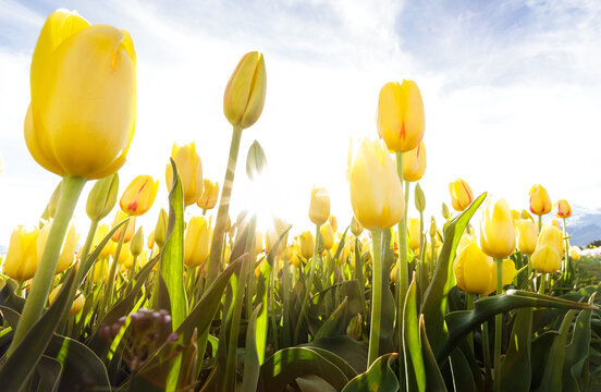 Tulip plantation in Patagonia Argentina