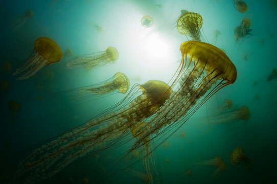 Diving when a bloom of sea nettles jellyfish came into the Monterey Bay, California, USA