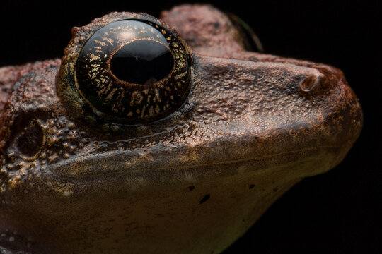 Frog at night in Ecuador.