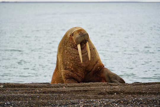 A walrus takes a rest on the edge of the Arctic Ocean in Utqiagvik, Alaska