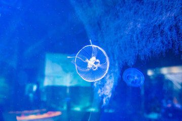 Jellyfish in the aquarium