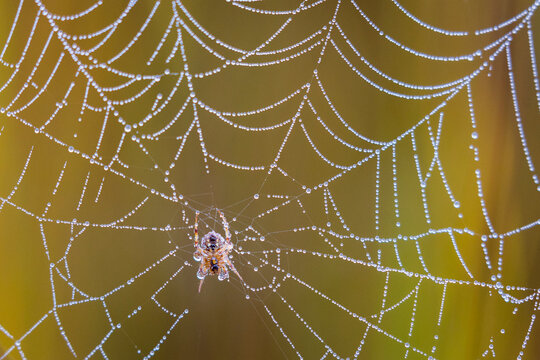 A spider and morning dew on a spider web in New York's Adirondack Mountains.