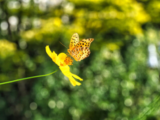 Tokyo,Japan - September 15, 2021: A Brush-footed Butterfly on Cosmos sulphureus on blue sky background
