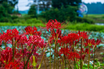 七ツ森古墳群の彼岸花
