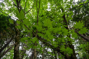foggy river of the Ohata river.located at shimokitahanto in Aomori perf.landscape of Japan