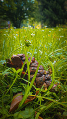 Obraz premium Wallpaper flowers flower purple summer весна Цветок Солнечный green