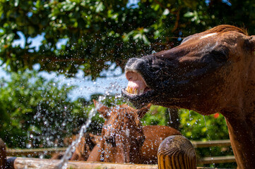 夏の暑い日に水浴びをする馬