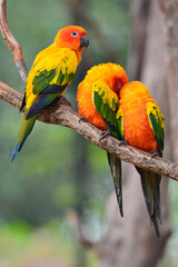 Sun Conure Parrot bird