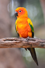 Sun Conure Parrot bird