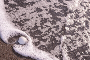 shell on sand