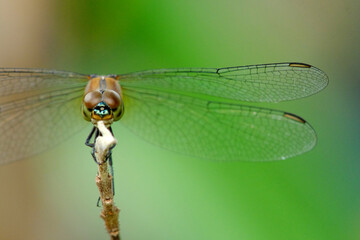 close up of a dragonfly on a branch
brachydiplax calybea