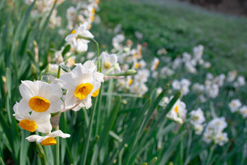 narcissus field