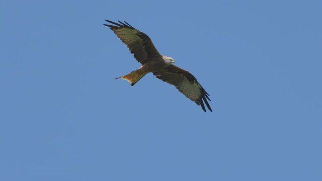 Tracking shot of Majestic Red Kite Eagles gliding at blue sky in summer