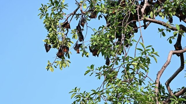 Lyle's Flying Fox, Pteropus lylei, Saraburi, Thailand; seen hanging on branches of this tree and captured in a time-lapse, blue lovely sky.