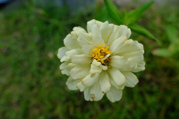 white flower in the backyard