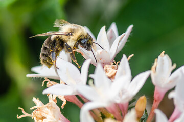 Macro image of bumble bee on a white flower
