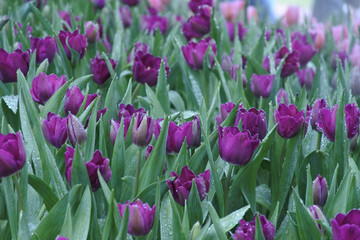 multicolored tulips with dew drops on the surface of flowers and leaves.