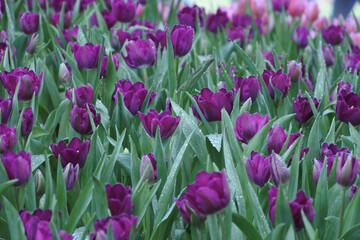 multicolored tulips with dew drops on the surface of flowers and leaves.