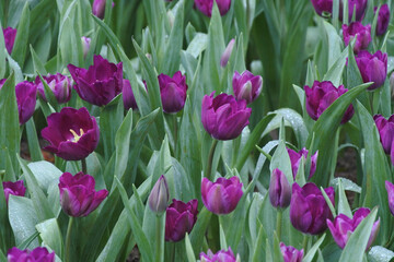 multicolored tulips with dew drops on the surface of flowers and leaves.