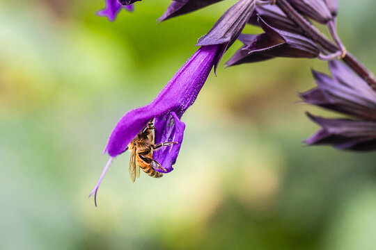 Macro image of honey bee on a purple flower