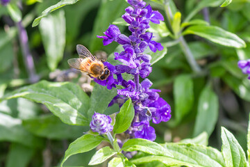 Macro image of honey bee on a purple flower