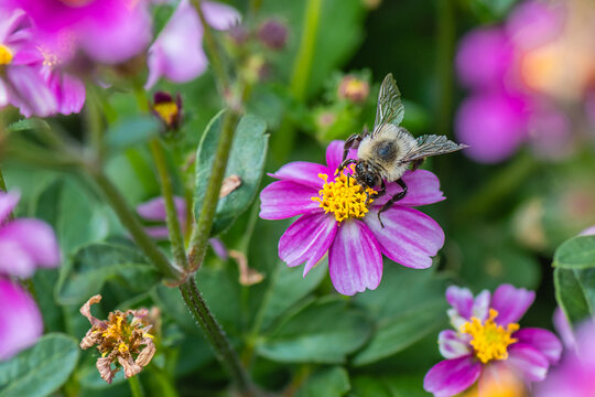 Macro image of Bumblebee working on a pink flower