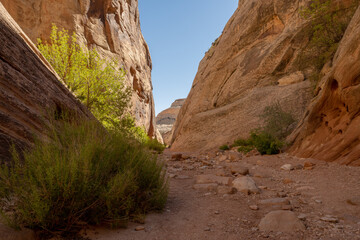 Trail through Cohab Canyon