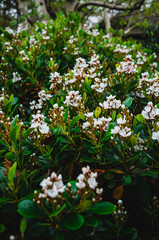 Fototapeta premium flowers in the garden