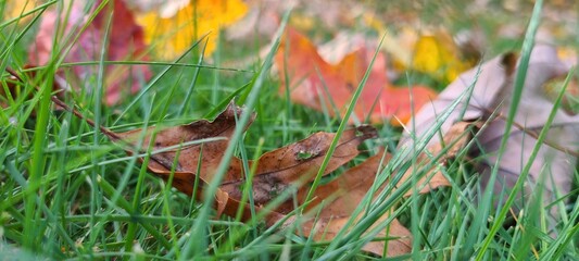 fallen leaves