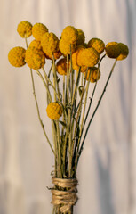 Dried Craspedia globosa (Pycnosorus globosa) yellow flowers, also known as Billy buttons or Woollyheads. Close up. Detail.