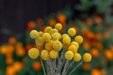 Dried Craspedia globosa (Pycnosorus globosa) yellow flowers, also known as Billy buttons or Woollyheads. Close up. Detail.