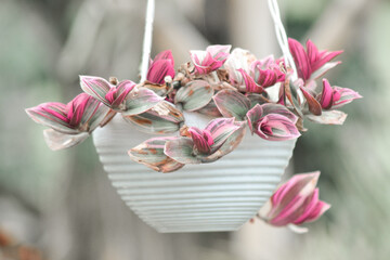 bouquet of pink roses