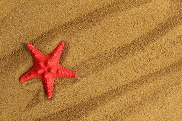 A starfish lies on the sand with a place for your text.