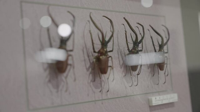 Darwin Beetles (Chiasognathus grantii) in Display case