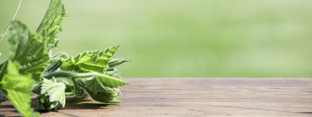 autumn, nature concept. green leaves from pumpkin on brown wooden and green background.