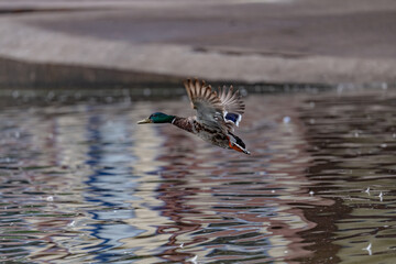 Duck at the park in Davenport, Iowa